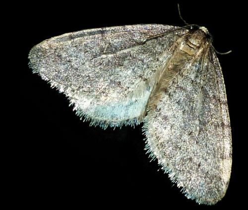 Réf. 52 809 : Operophtera brumata