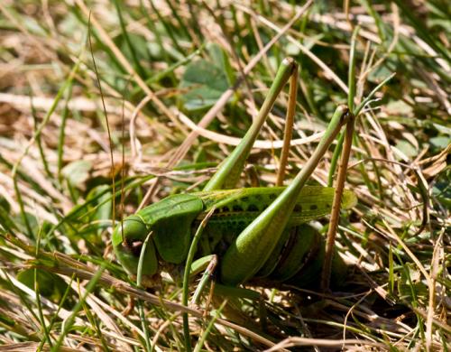Réf. 52 774 : Decticus verrucivorus verrucivorus