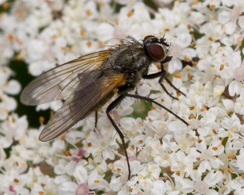 Réf. 52 097 : Thricops nigrifrons