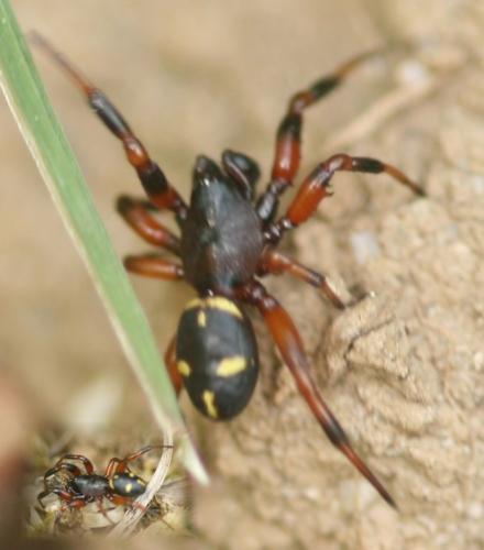 Réf. 52 799 : Asagena phalerata