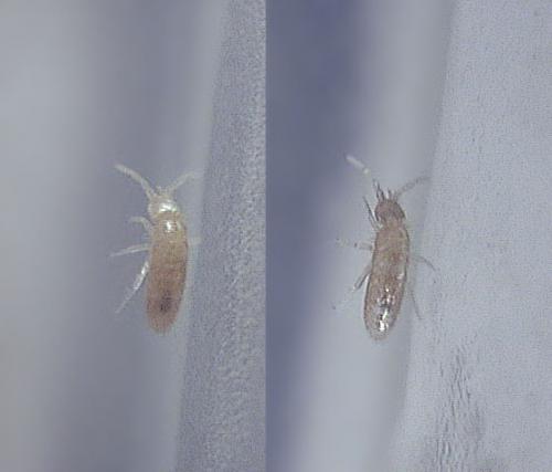 Pseudosinella sp.