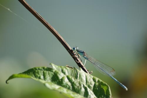 Platycnemis pennipes