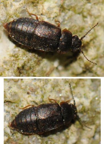 Réf. 52 242 : Megarthrus depressus