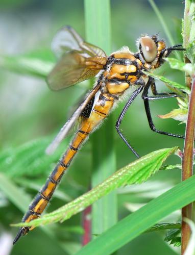 Réf. 52 289 : Epitheca bimaculata