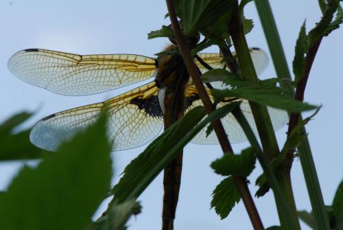 Réf. 52 281 : Epitheca bimaculata