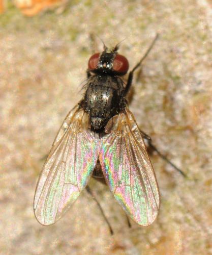 Hydrotaea armipes