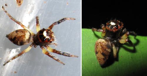 Pancorius sp.