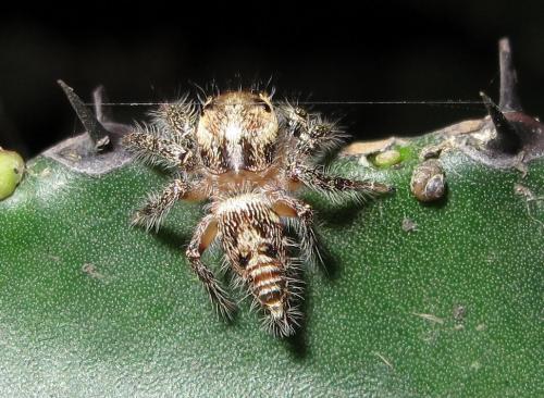 Hyllus sp.