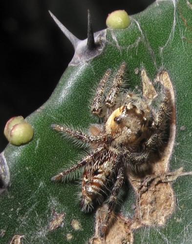 Hyllus sp.
