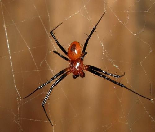 Nephilengys malabarensis
