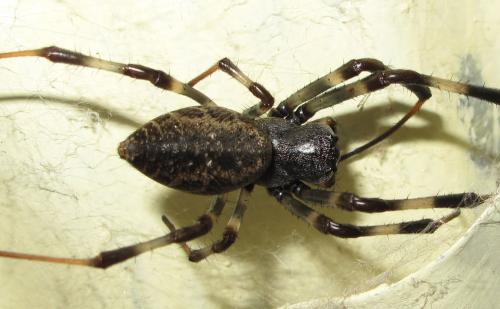Nephilengys malabarensis
