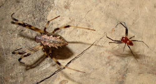 Nephilengys malabarensis