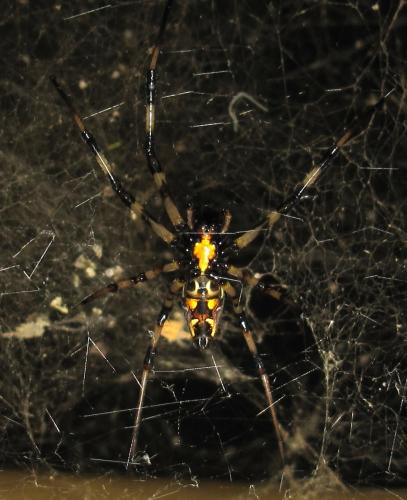 Nephilengys malabarensis