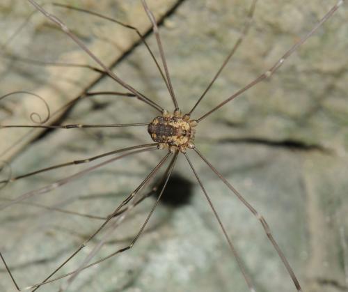 Réf. 52 858 : Leiobunum sp-a