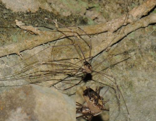 Leiobunum sp-a