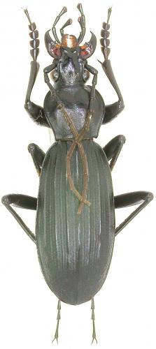 Réf. 52 852 : Carabus vogtae masumotoi