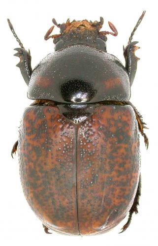 Dicaulocephalus sp.