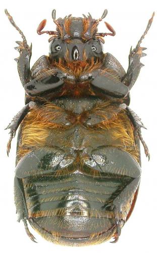 Réf. 52 662 : Dicaulocephalus sp.