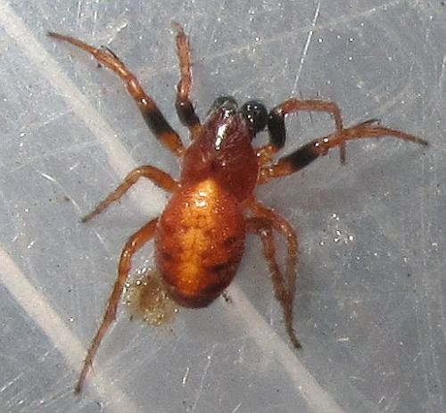 Réf. 52 010 : Cercidia prominens