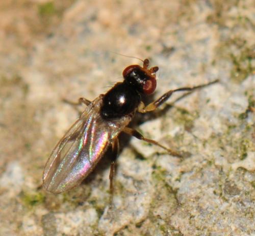 Parapiophila sp.