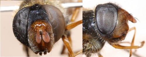 Epistrophe nitidicollis