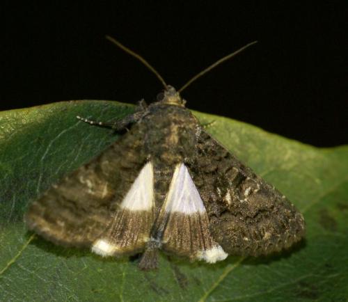 Réf. 52 471 : Aedia leucomelas