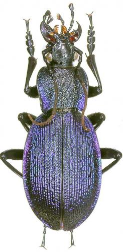 Carabus gyllenhali