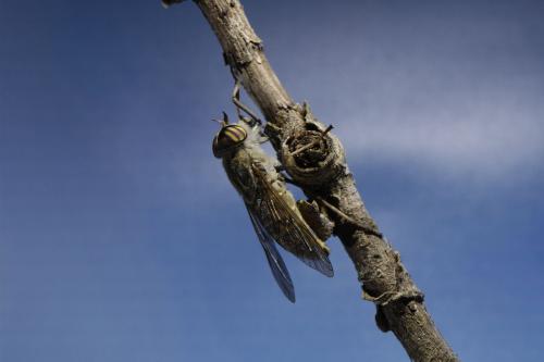 Réf. 52 202 : Tabanus glaucopis
