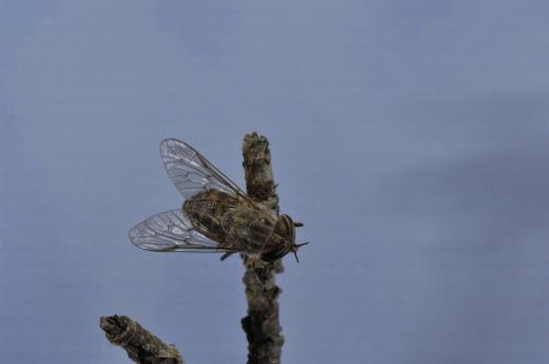 Réf. 52 203 : Tabanus glaucopis