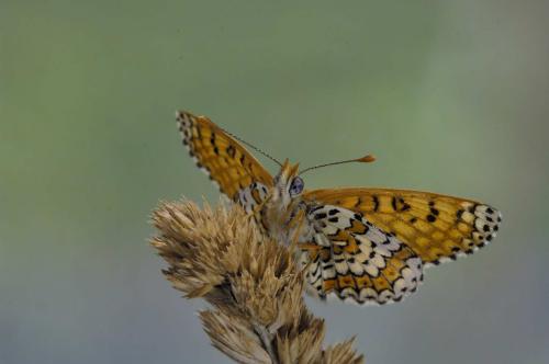 Melitaea cinxia