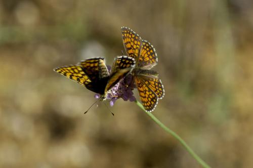 Melitaea sp.