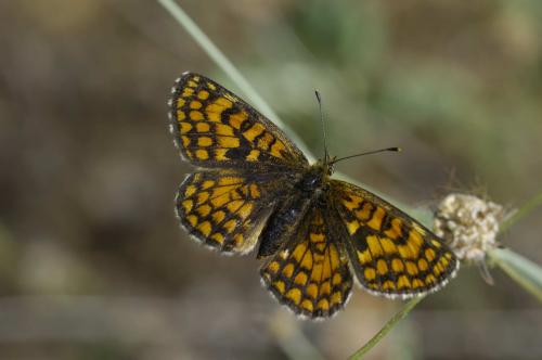 Melitaea sp.