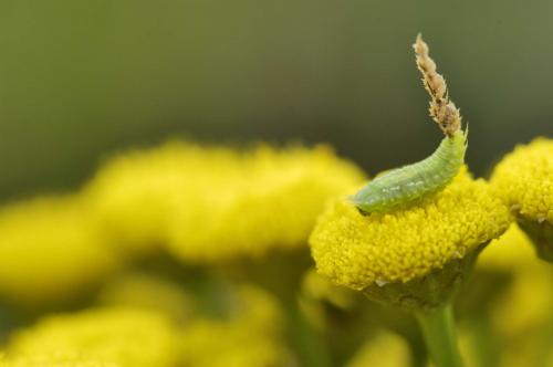 Cassida stigmatica