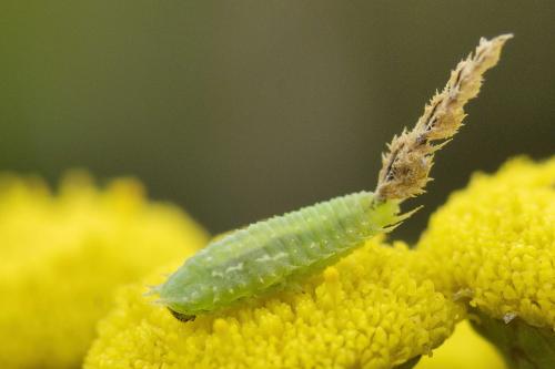 Réf. 52 547 : Cassida stigmatica