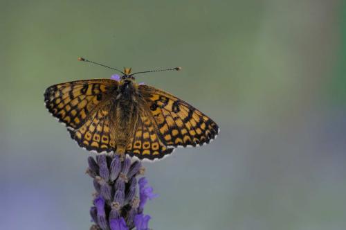 Melitaea cinxia