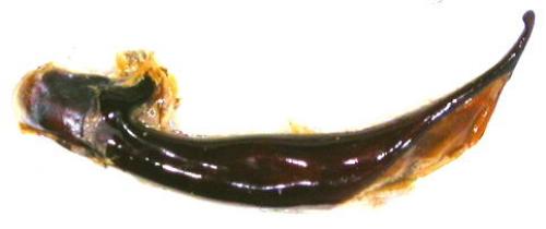 Carabus gyllenhali