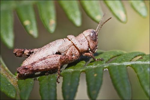 Pezotettix giornae