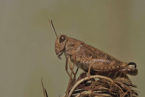 Réf. 52 113 : Calliptamus sp.