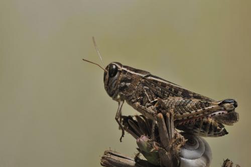 Calliptamus sp.