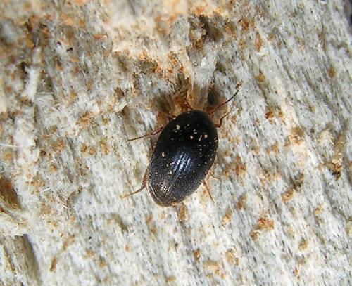 Eucinetus haemorrhoidalis