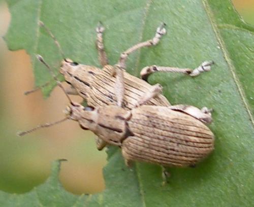 Stigmatrachelus sp.