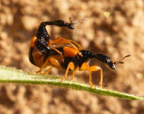 Madagasocycnelus humeralis
