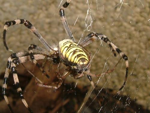 Argiope bruennichi