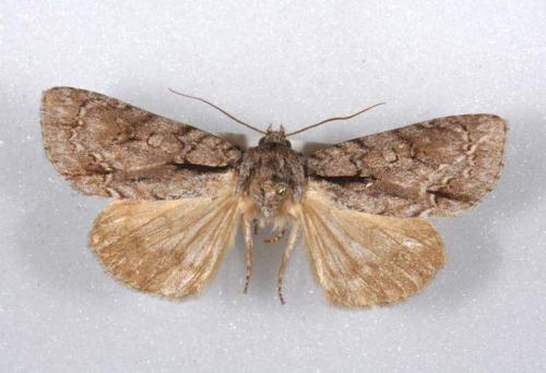 Réf. 52 583 : Acronicta sp.