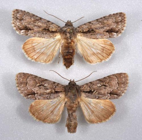 Réf. 52 482 : Acronicta sp.