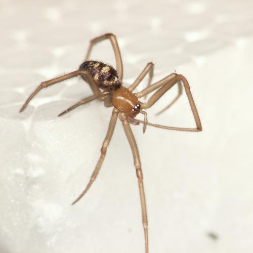 Steatoda grossa