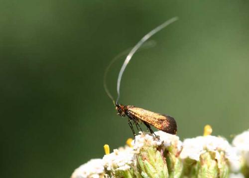 Nemophora sp.