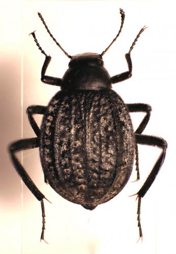 Adesmia sp.
