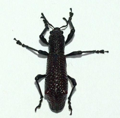 Aegorhinus vitulus