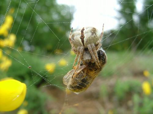 Agalenatea redii